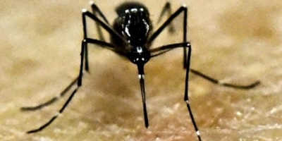 Confirmaron dengue importado en Dolores