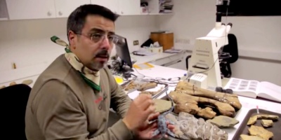 Descubren dinosaurio semiarticulado en la regin chilena de Magallanes