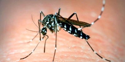 Destruyen en Paraguay 6.408 criaderos de mosquito de dengue en dos das