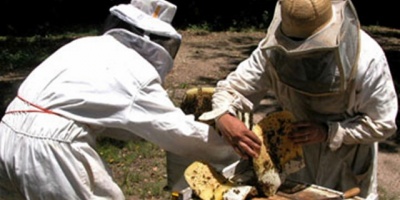 Buscan soluciones de tipo crediticio a productores de miel