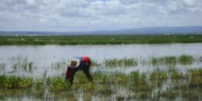 Hay m�s de 100.000 hect�reas de cultivos afectadas por las lluvias en Rocha