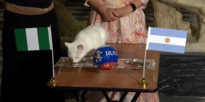 El gato or�culo de Rusia 2018 predice la victoria Nigeria sobre Argentina
