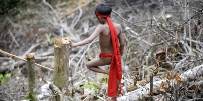 Mineros deforestan 1.700 hectreas de Amazona peruana entre enero y junio