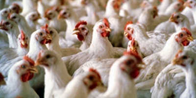 Guatemala dar 10 gallinas ponedoras a cada familia afectada por la erupcin