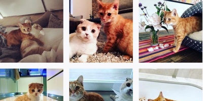 Ed Sheeran hace Instagram a sus gatos, Dorito y Calippo