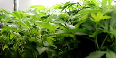 La provincia argentina de Jujuy producir cannabis medicinal