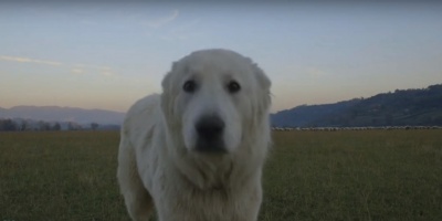 Productores de Paysand recibieron perros para proteger a majadas ovinas