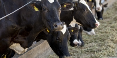 Operarios de CONAPROLE trabajaran de forma especial para normalizar distribucin de leche