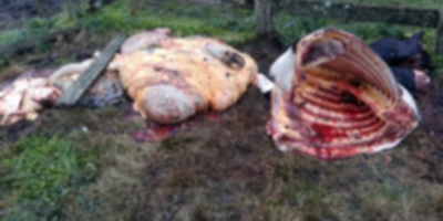 Incautaron casi 8.400 kilos de carne producto de faena clandestina de San Jos� 