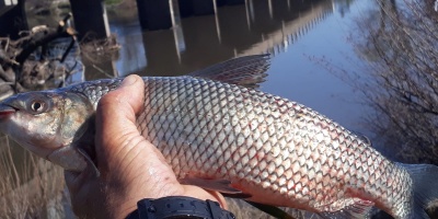 Denuncian mortandad de peces en el R�o Santa Luc�a por supuesto derrame de amon�aco