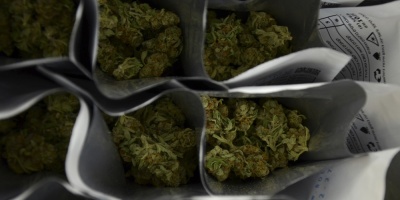 Gobierno emite gu�a para prevenir riesgos de marihuana