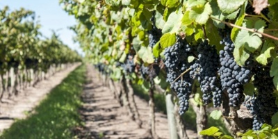 Realizar�n Congreso Mundial de la Vi�a y el Vino