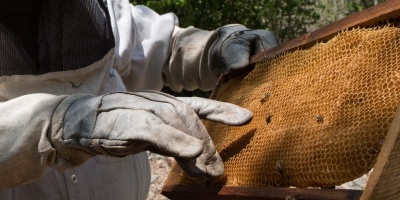 Reducci�n de poblaci�n de abejas �amenaza� la producci�n de alimentos humanos