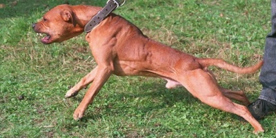 Una ONG solicit� que no se sacrifique al perro que mat� a su due�a