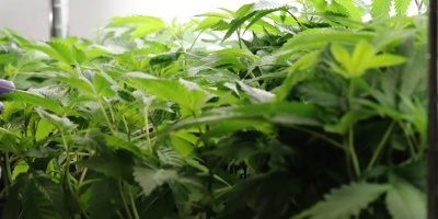 Realizar�n investigaci�n sobre cultivo de cannabis