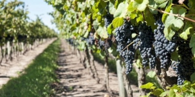 Celebran en Punta del Este el Cuadragsimo Primer Congreso Mundial  de la Via y el Vino