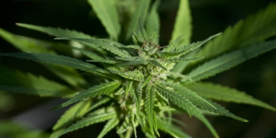 Incautan 5 kilos de marihuana en autom�vil de dos mujeres en Ruta Interbalnearia