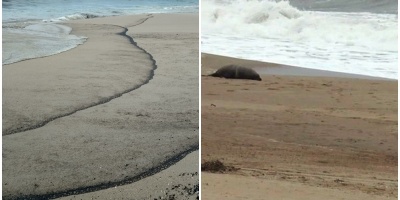 Recursos Acuticos descarta que fallecimiento de lobos est vinculado a derrame de petrleo