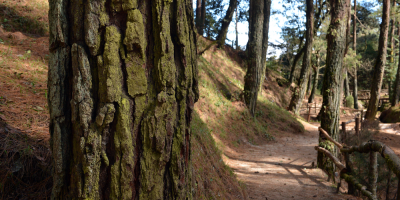 Nuevos incidentes con activistas en bosque alemn milenario