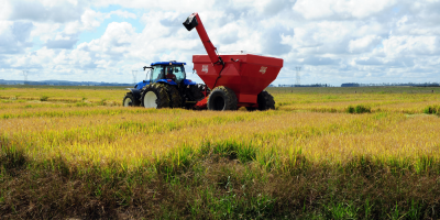 Importantes afectaciones en cultivos de arroz tras crecida de cursos de agua