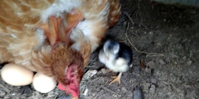 Mortandad de pollos provoca prdidas por 800 mil dlares