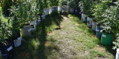 Polica incauta 70 plantas de marihuana en una vivienda