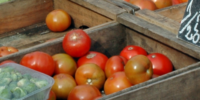 Mxico busca nuevo acuerdo para la exportacin de tomate a Estados Unidos
