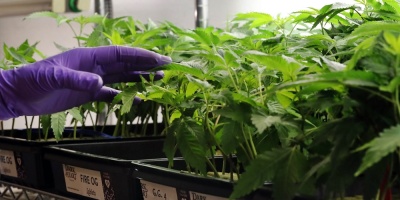Seis empresas se presentaron al llamado para producir cannabis