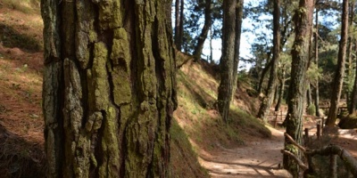 Per proteger 17 millones de hectreas de Amazona con millonaria inversin