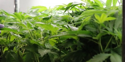 Incautaron 82 toneladas de marihuana junto a la frontera de Paraguay y Brasil