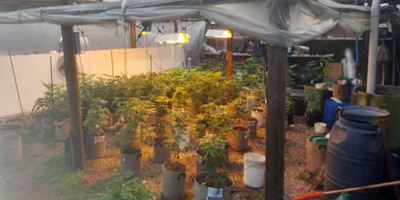 Se incautaron 244 plantas de marihuana y un arma en Piripolis