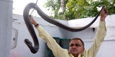 El hombre serpiente de India, lleva cazados unos 222.000 reptiles en 30 a�os de oficio