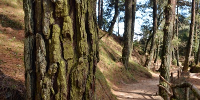 UE recuerda ante deforestaci�n que acuerdo con Mercosur a�n no est� en vigor