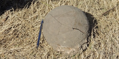 Investigan nidada de dinosaurios hallada en predios de Montes del Plata