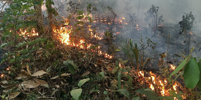 Convocan a una manifestacin en embajada de Brasil ante incendios en Amazonas