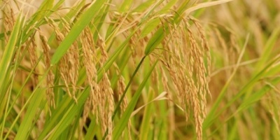 Cultivadores de Arroz analizan movilizarse en setiembre
