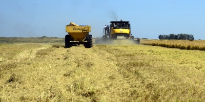 Los agricultores argentinos adelantan sus ventas de maz y soja