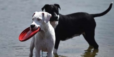 Veterinarios formularon  recomendaciones para cuidar a las mascotas ante 'golpes' de calor