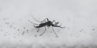 Aumentan a 129 muertes y a m�s de 100.000 los casos de dengue en Bangladesh