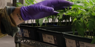 Denuncian que venden aceite de cannabis falso