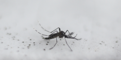 Instan a extremar las precauciones tras un nuevo caso de dengue