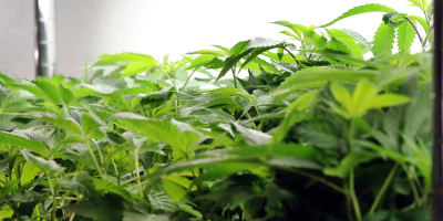 Ministra de Seguridad propone regular el consumo de cannabis en Argentina