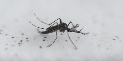Cientficos detectan especies de mosquitos invasores en la Antrtida