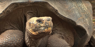 Diego, la tortuga de 100 aos que tuvo 800 cras y ayud a salvar su especie en Galpagos