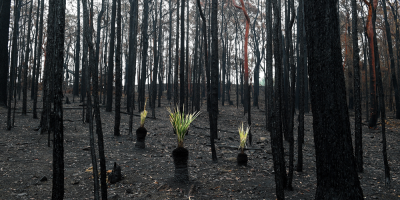 Tres muertos por accidente de avin cisterna en los incendios de Australia