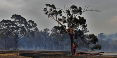 Lograron controlar el incendio forestal que afect a un rea de monte  en Punta del Diablo, Rocha