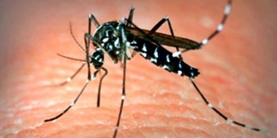 Confirmaron dos casos de dengue importado, en Maldonado