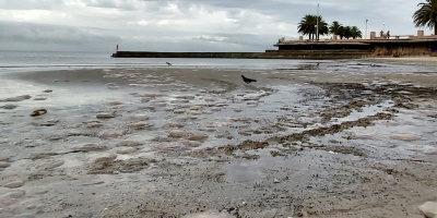 Preocupa la invasin de "aguas vivas" en toda la costa