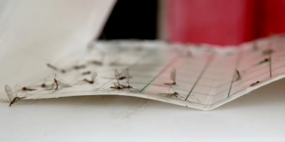 Dos cientficos uruguayos trabajan en la Antrtida ante la aparicin de los mosquitos europeos que invaden el ecosistema