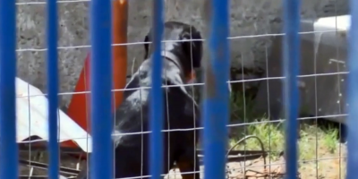 Falleci una mujer que fue atacada por perros en Playa Pascual
